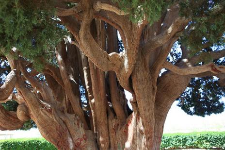 Bonsai, cay canh nghe thuat, cây cảnh nghệ thuật